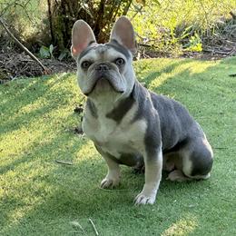Lila - French Bulldog
