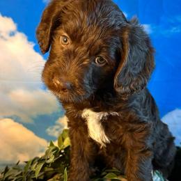 Shiny - Chocolate female Labradoodle puppy in Chelan, Washington from North Cascades Doodles