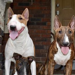 Bull Terriers from HP BULL’S