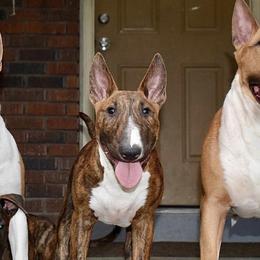 Bull Terriers from HP BULL’S