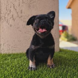 Purple - Black and tan female French Bulldog puppy in Avondale, Arizona from BigDiamondFrenchies