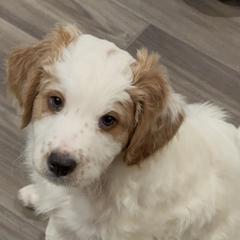 Australian Mountain Doodle Puppies from Woodbriar Wags