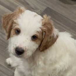 Australian Mountain Doodle Puppies from Woodbriar Wags