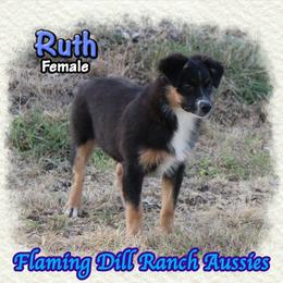 Ruth - Black tri female Miniature Australian Shepherd puppy in Forestburg, Texas from Flaming Dill Ranch Aussies