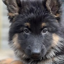 German Shepherds from Shepherd Country Farm and Kennels