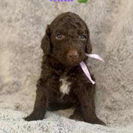 Gala - Brown female Poodle puppy in Julian, California from Above the Pines Poodles
