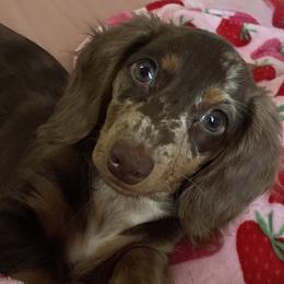 Magnolia - Dachshund
