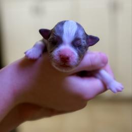 Baby Boy 2 - Blue merle male Australian Shepherd puppy in Odessa, Texas from Yucca Blossom Pups