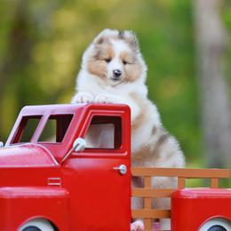 Sable merle male 1 - Sable merle and white male Shetland Sheepdog puppy in North Weeki Wachee, Florida from Jesstar Shetland Sheepdogs