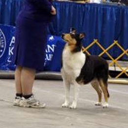 Collie All Grown Up from Tir Na N’ Og Collies