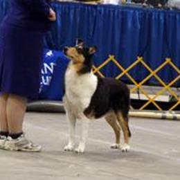 Collie All Grown Up from Tir Na N’ Og Collies