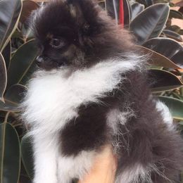 Pomeranian Puppies from Azur Pomeranians