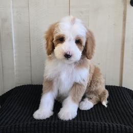 Royal - Red  female Goldendoodle puppy in Floyd, Virginia from Hearts and Paws Poodles and Doodles