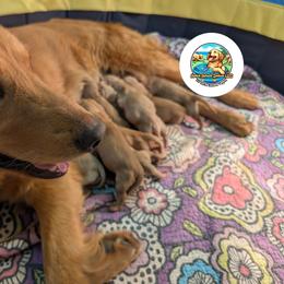 Male - Golden male Golden Retriever puppy in Peyton, Colorado from Splish Splash Goldens LLC