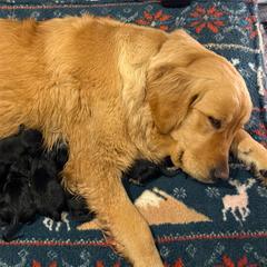 Tri Color 2 - male Golden Mountain Dog puppy in Loveland, Colorado from Grateful Bernese & Gage's Goldens
