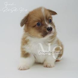 Melody (Female 1) Fluff - Sable female Pembroke Welsh Corgi puppy in Straughn, Alabama from Magnolia Creek Corgis