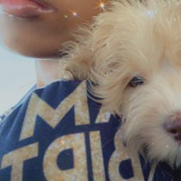 Cockapoo, Cocker Spaniel, Goldendoodle, and Poodle Puppies from Pawfect Transporters & Breeding, LLC