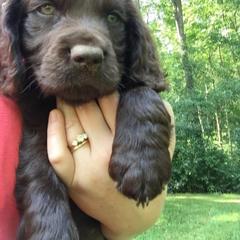 Boykin Spaniel Puppies from Bear Creek Boykin Spaniels