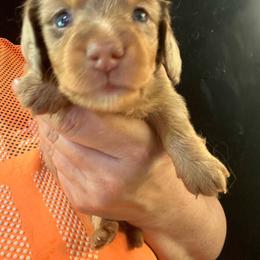 Michelle - Dapple female Dachshund puppy in Bigfork, Minnesota from Dachshunds Up North