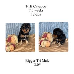 Black-bigger Tri  color - Tri-color male Cavapoo puppy in Clarksville, Iowa from Iowa Heartland Doodles