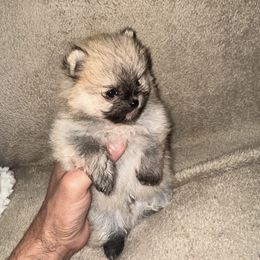 Boy - Orange male Pomeranian puppy in Riverside, California from Swans Nest Pomeranians (IG)
