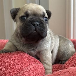 Girl - Fawn female French Bulldog puppy in South Kingstown, Rhode Island from Deolin