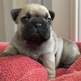 Girl - Fawn female French Bulldog puppy in South Kingstown, Rhode Island from Deolin