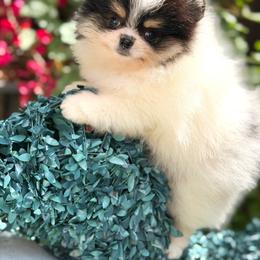 Amanda - Tri-colored female Pomeranian puppy in Stockton, California from Pommiepalace