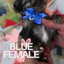Blue - Merle female Goldendoodle puppy in Platteville, Wisconsin from Beck Kennel
