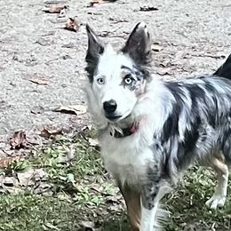 Oakley - Border Collie