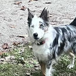 Oakley - Border Collie