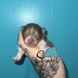 Carl-3500.00 dollars - Lavender and tan parti male Pomeranian puppy in Perry County, Ohio from Speechless Pom’s