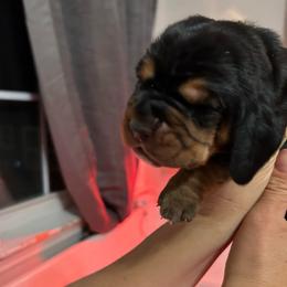 Pepper - Black tan and white male Basset Hound puppy in Willow Spring, North Carolina from Blackberry Creek Basset Hounds
