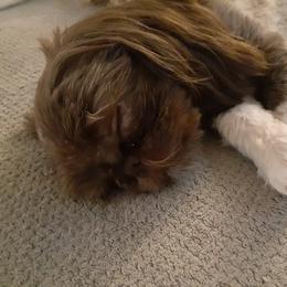 River - Shih Tzu