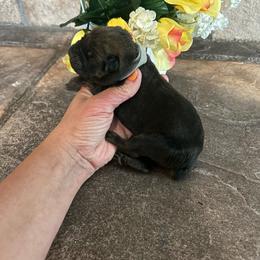 Gray collar - Red male Cane Corso puppy in Tucson, Arizona from Cane Corso Friends