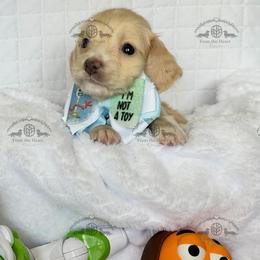 Mr. Green-2800 - Cream male Dachshund puppy in Ocala/Gainesville, Florida from From the Heart Doxies