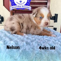 RMM teal collar - Red merle male Australian Shepherd puppy in Greenville, Texas from Amandas Aussies