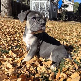 Green - Blue male French Bulldog puppy in Fort Collins, Colorado from Blue Mountain French Bulldogs