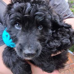 Saint Berdoodle and Sheepadoodle Puppies from Heart of Dixie Doodles