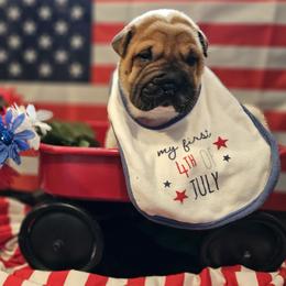 Chinese Shar-Pei Puppies from Zoey's Waggly Tails