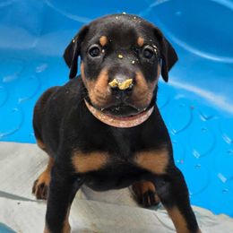 Doberman Pinscher Puppies from Aaliyah’s Dobies