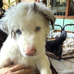 Freddy - Lilac merle male Border Collie puppy in Burlington, Kentucky from Murphys Farm