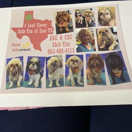 Shih Tzu All Grown Up from 4 Leaf Glover Shihtzu of East texas