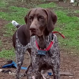 Max - German Shorthaired Pointer