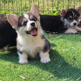 Buddy - Black and tan male Pembroke Welsh Corgi puppy in Sparta, Tennessee from Poso Creek Corgis