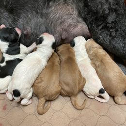 Goldendoodle Puppies from Goldendoodles on the Hill