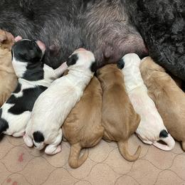 Goldendoodle Puppies from Goldendoodles on the Hill