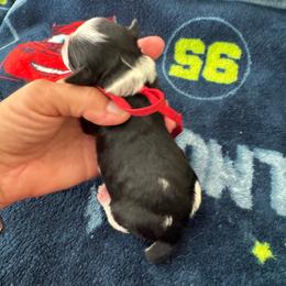 Boy 1 - Black male Havapoo puppy in Cedar Springs, Michigan from Pridespoodles