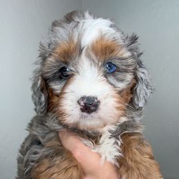 PURPLE FEMALE - Merle female Bernedoodle puppy in Gilbert, Arizona from Azbernedoodlepuppies