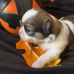 Autumn - Black and white female Chihuahua puppy in Austin, Indiana from Dog Bones N Harmony